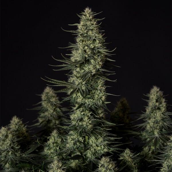 Samen 3x Punch Pie feminisiert Royalqueenseeds